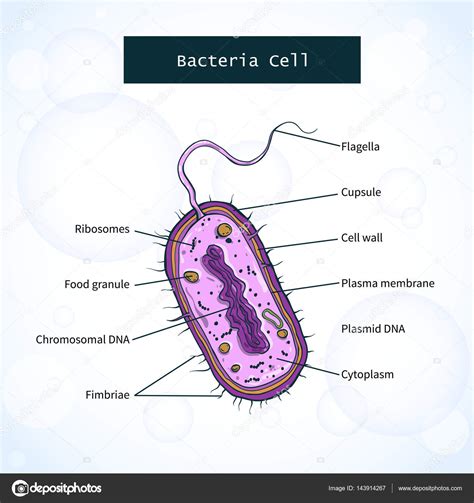 Bacterias Estructura