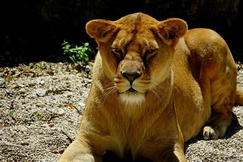 Mammal Lioness Animal Free Photo On Pixabay Pixabay