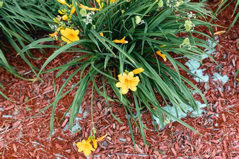 Stella De Oro Daylily Care And Growing Guide