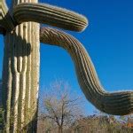 For most desert flowers, to see fields of them, you must travel to very we usually call any hedgehog cactus with red tinged spines as strawberry hedgehog, while yellow. Ironwood National Monument | Zona Gardens