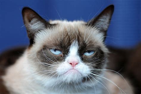Grumpy Cat секреты успеха самого богатого кота Softmixer