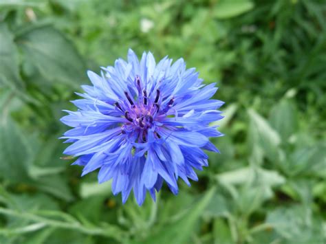 Gambar Cornflower Bunga Biru Abadi Bunga Musim Panas Taman