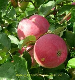 Get free shipping on qualified fruit trees or buy online pick up in store today in the outdoors department. Buy Paulared apple tree Online | CRJ Fruit Trees Nursery UK
