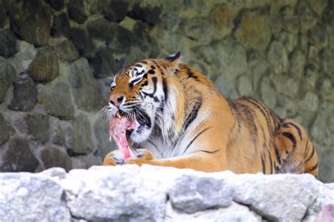Tiger Eating Stock Photos Pictures And Royalty Free Images Istock 2c0