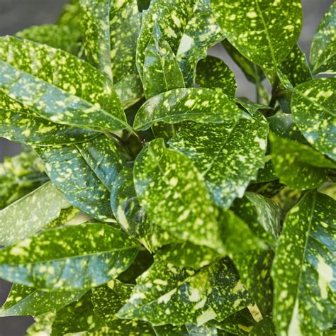 Buy this plant from 2 gardenality business profiles ». Japanese laurel — Plants | Patch