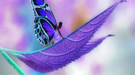 Midnight Purple Butterfly Wallpapers Top Free Midnight Purple