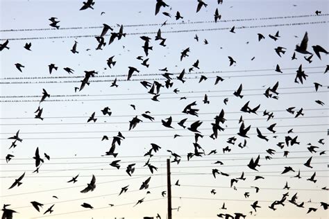 Flock Of Birds Sky Bokeh 40 Wallpapers Hd Desktop And Mobile