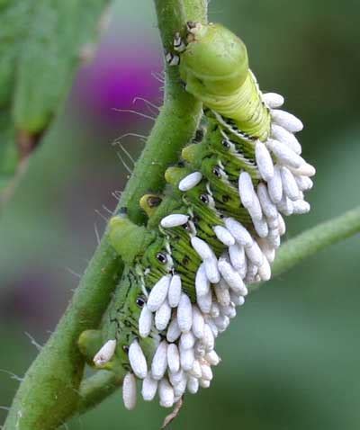 When these eggs hatch, the wasp. Hornworms | NC State Extension