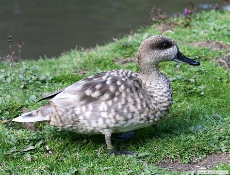 Identify Marbled Teal Or Marbled Duck Wildfowl Photography