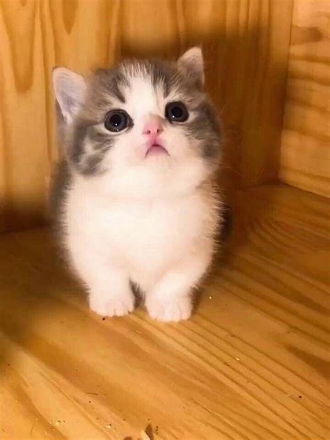 🥺🥺🥺 In 2020 Kittens Cutest Cute Baby Cats Cute Funny Animals