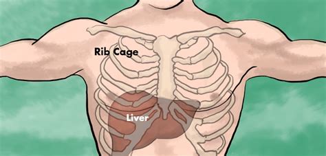 Organs Underneath Back Rib Cage 3d Skeletal System Bones Of The