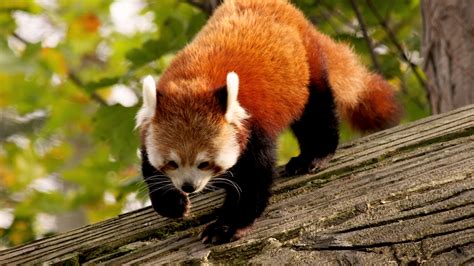 Apr 17, 2021 · features of friday night funkin' wallpaper hd chrome extension. Wallpaper Red Panda, animal, nature, branch, green, fur ...