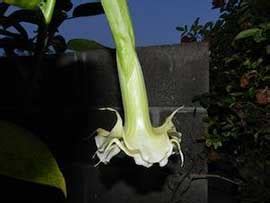 We did not find results for: Marshmallow Sunset - Brugmansia Growers International