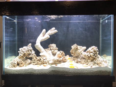 My 120 Gal No Water Change Deep Sand Bed Mixed Reef Tank Reef2reef