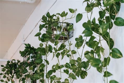 How To Get A Pothos To Trail