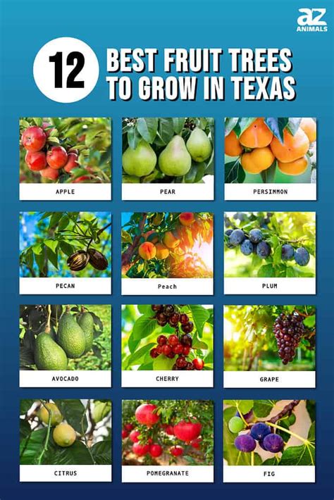The 12 Best Fruit Trees To Grow In Texas Plus 3 Helpful Growing Tips