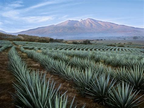 Mexicos Tequila Trail A How To Guide For Visiting Tequila Country