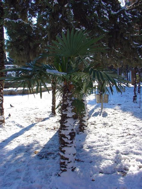 Winter Snow On Palm Tree Stock Image Image Of Kingdom 48518359