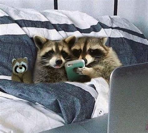 Two Raccoons Laying In Bed Next To Each Other And One Is Holding A Cell