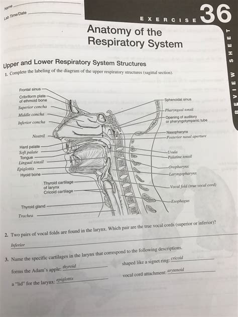 Review Sheet Anatomy Of Respiratory System