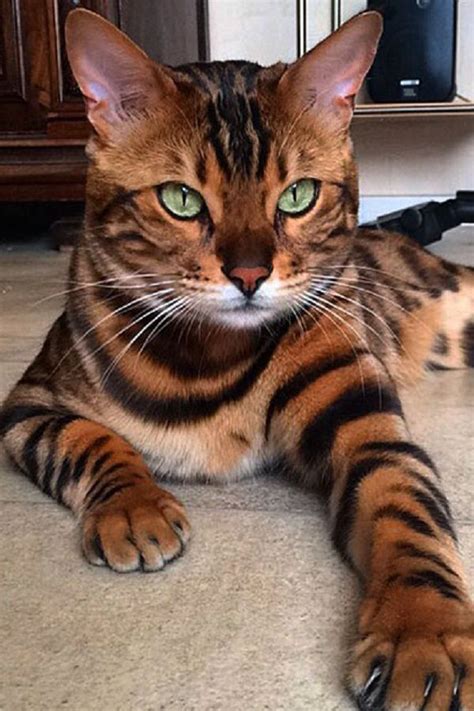 Meet Thor The Most Beautiful Bengal Cat In The World Mееt Thor Thе