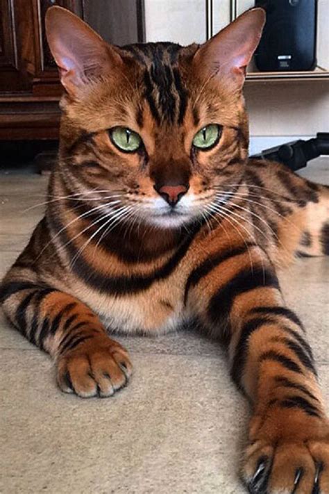 Bengal cats are considered to be hypoallergenic cats, which means they tend to cause less allergic reactions than many other breeds of cats. Meet Thor, the most beautiful bengal cat in the world! in ...
