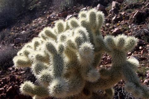 Types Of Arizona Cactus Top Places To See In Arizona