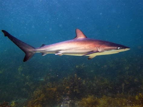 Dusky Sharks Snatch Victory As Courts Tire Of Trump Antics