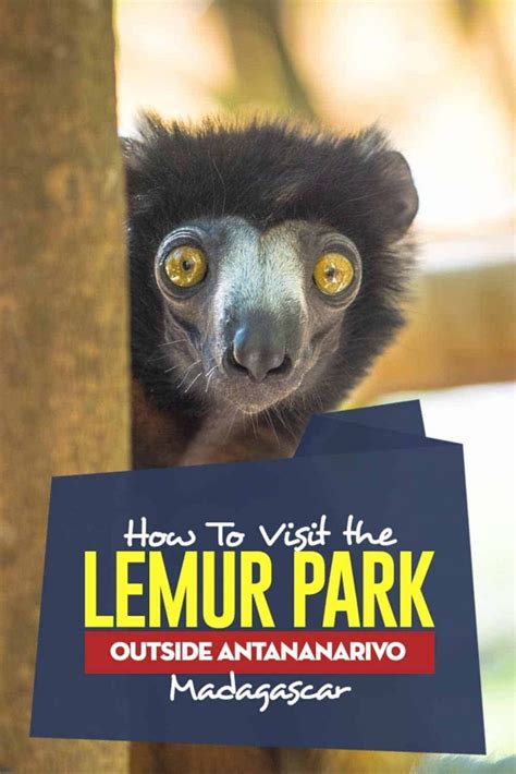 How To Visit The Lemur Park Outside Antananarivo Madagascar Travel