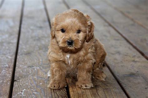 English manor labradoodles is proud to present the authentic australian labradoodle to you in the best way we can. Gorgeous Australian labradoodle puppy | Labradoodle puppy ...