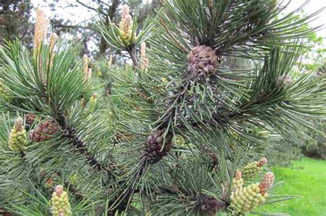 Pinos Pinus Características Reproducción Tipo De Hoja Y Especies