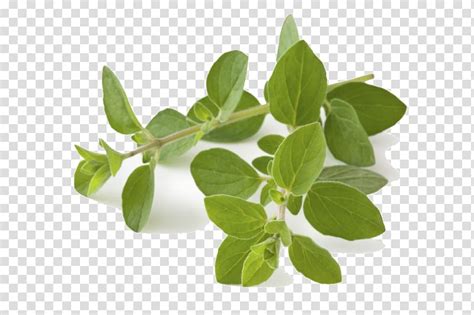 Herbs Clipart Oregano Pictures On Cliparts Pub 2020 🔝