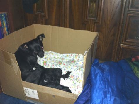 Dog supplies for every breed. My Life As I Know It: DIY whelping box for small breeds