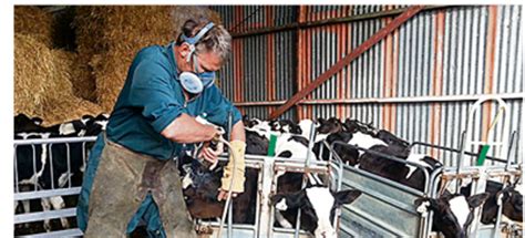 Best Practice Calf Welfare A Priority For Dairy Industry