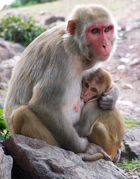 Lesson To Monkey Mothers Dont Ignore Tantrums Science Aaas