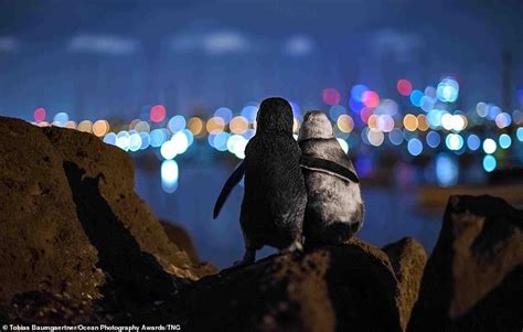 Tear Jerking Story Behind Photo Of Two Penguins Embracing While