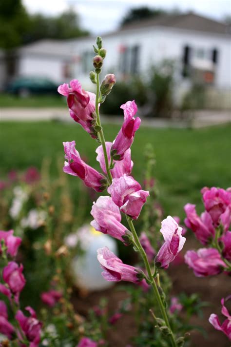 Hopefully i will manage to get you to see it. Pink Snapdragons Picture | Free Photograph | Photos Public ...