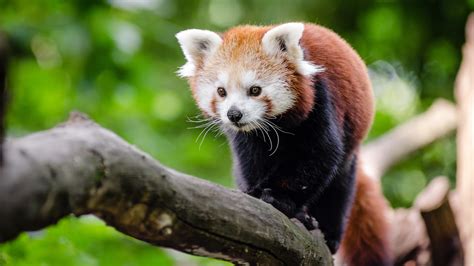 21 panda 4k wallpapers and background images. Panda HD Wallpaper (79+ images)