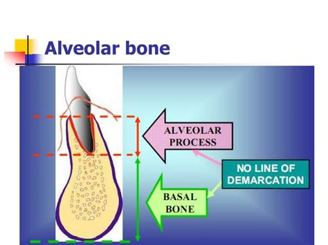 Ppt Bone And Alveolar Bone Powerpoint Presentation Id6228679