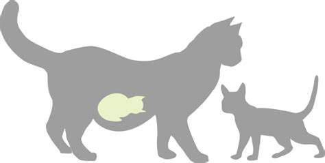 Pregnancy Calculator For Cats Exact Due Date