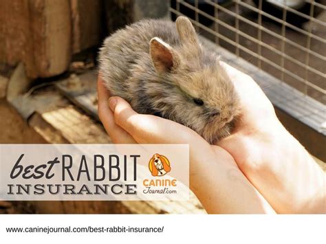 If your kids have been driving you as mad as a march hare asking you for a rabbit, then it's worth knowing the costs before you hop to it and bring that furry friend home. Best Rabbit Insurance: Hop Your Bunny Into Coverage Today ...