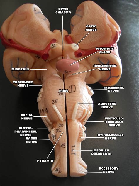 Doras Nursing Brain Anatomy Human Anatomy And Physiology Anatomy