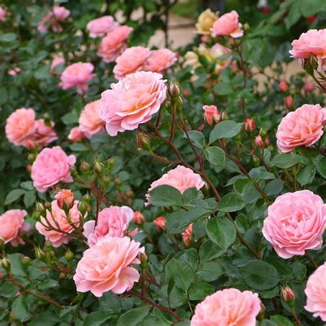 Drift Rose ‘sweet Plentiful Plants Nursery