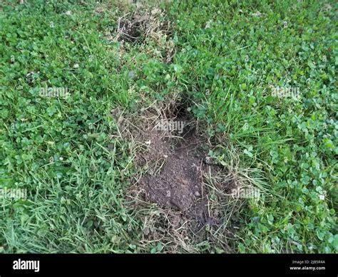 Large Hole Dug In Green Grass By An Animal Stock Photo Alamy