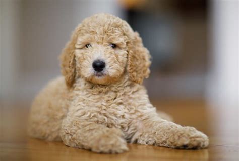 Toy Poodle A Complete Guide To The Fluffiest Cutest And Smallest Poodle