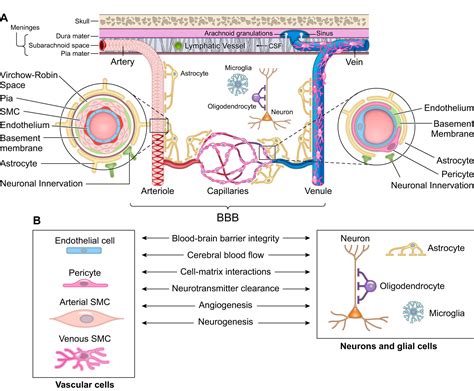 Blood Brain Barrier From Physiology To Disease And Back