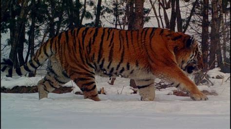 Huge Siberian Male Tiger Walking In Wild Of China YouTube