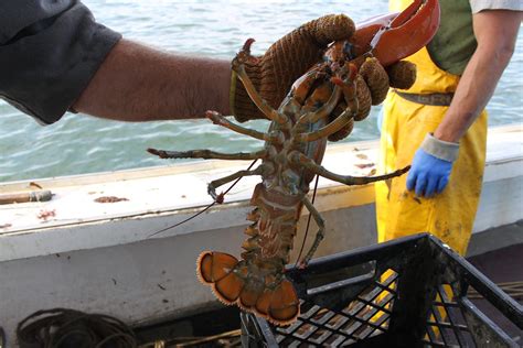 A Day In The Life Of A Maine Lobsterman Business Insider