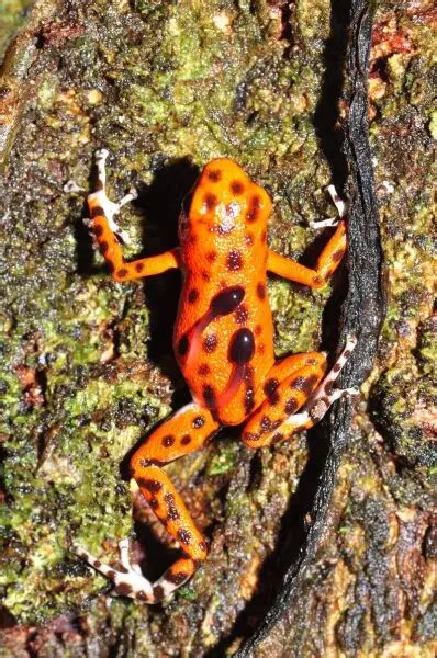 Strawberry Poison Dart Frog Facts Diet Habitat And Pictures On