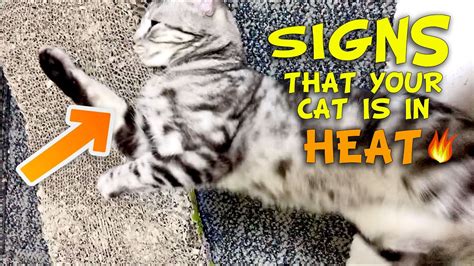 Signs Your Cat Is In Heat Youtube